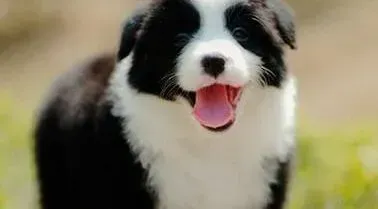 边境牧羊犬|边境牧羊犬拉稀会不会得细小病毒