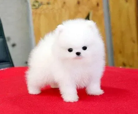 博美犬|博美犬得了细小就只能等死吗