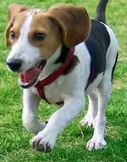 比格犬|我家比格犬总吃便便不知道是什么原因需要纠正一下