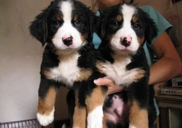 伯恩山犬|伯恩山犬饲养的几大要点