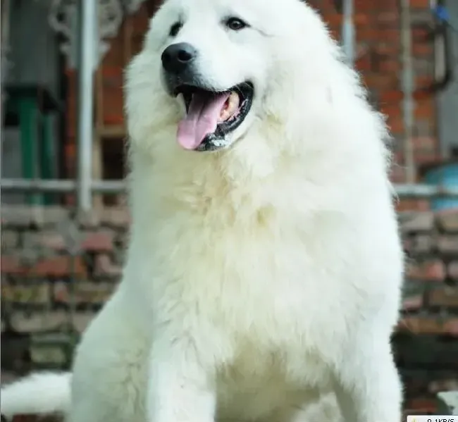 大白熊犬|大白熊犬翻肠子该吃什么药治疗