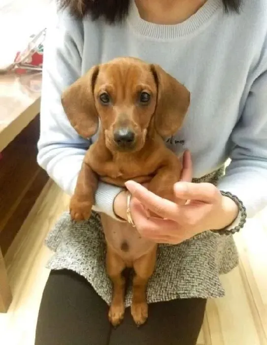 腊肠犬|给腊肠犬减肥应该从何入手