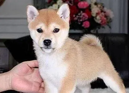 秋田犬|让秋田犬更完美的完成训练的方法介绍