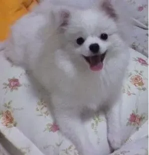 银狐犬|银狐犬面临危险时如何伸出援助之手