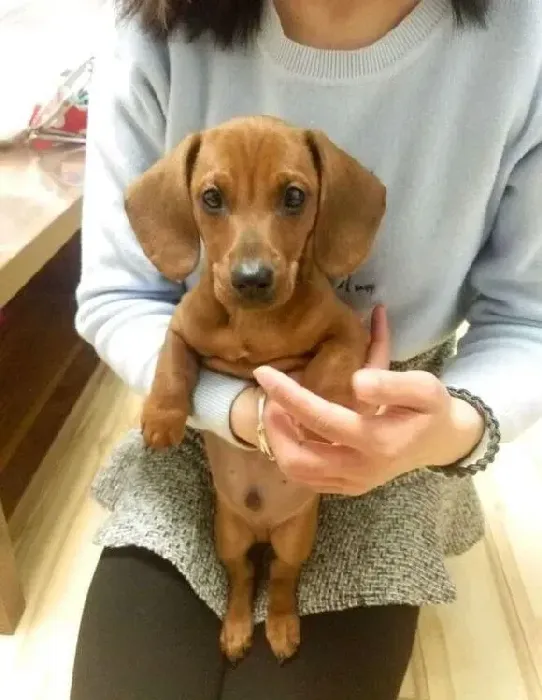 腊肠犬|腊肠犬四肢僵硬，不吃饭口吐黄水没事吧