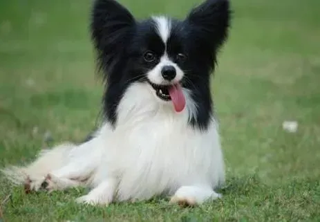 蝴蝶犬|了解蝴蝶犬掉毛的原因以及解决的办法