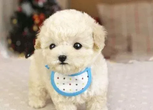 贵宾犬|怎样为贵宾犬选择狗粮是最安全的