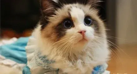 布偶猫吃什么猫粮好 据不同需要去选购 | 布偶猫