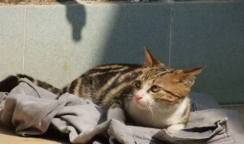 猫为什么会得猫藓 猫癣原因及防治方法 | 猫藓