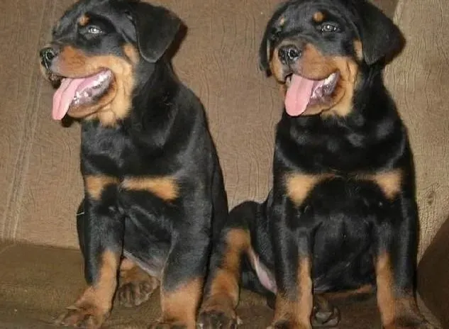 罗威纳犬|正确的给罗威纳犬修饰仪容 打造完美形象