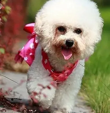 比熊犬|疾病诊断指南 比熊犬出现后腿无力的原因及治疗方法