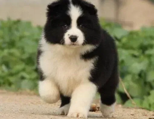 边境牧羊犬|边境牧羊犬吃什么狗粮好 求推荐
