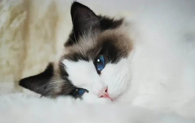 布偶猫乱爬乱翻东西 布偶猫乱爬乱翻东西的解决方法竟然这么简单 | 布偶猫