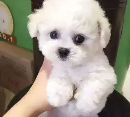 泰迪犬|狗狗成长的必修课——泰迪犬的活动与社交