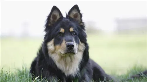 德国牧羊犬喂养技巧 蛋白质必须保持充足 | 德国牧羊犬