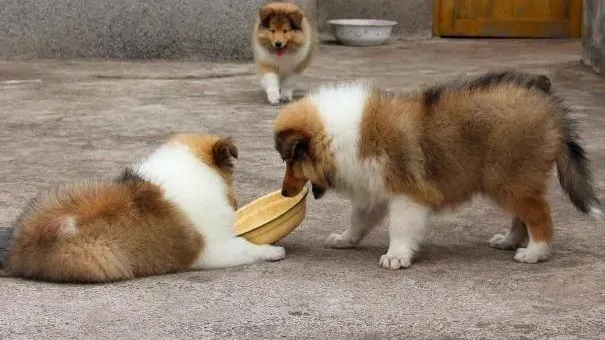 苏格兰牧羊犬|苏格兰牧羊犬饮食 为苏牧挑选优质狗粮