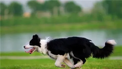 边境牧羊犬幼犬鉴别 一定要看侧面的脑形状 | 边境牧羊犬