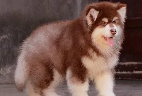 阿拉斯加犬|三个月的阿拉斯加犬怎么养呢 求答案