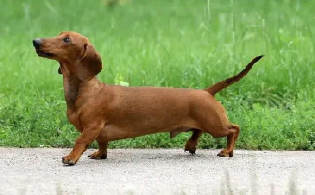 腊肠犬|腊肠犬在幼犬时期的完美训练法