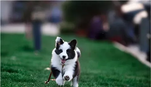 边境牧羊犬幼犬感冒 给狗吃点小儿感冒冲剂 | 边境牧羊犬