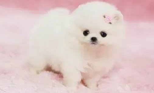 博美犬|健康公开课 博美犬出现呕吐行为的原因有哪些