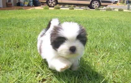  拉萨犬的性格 对主人听话对陌生人警戒心强 |  拉萨犬
