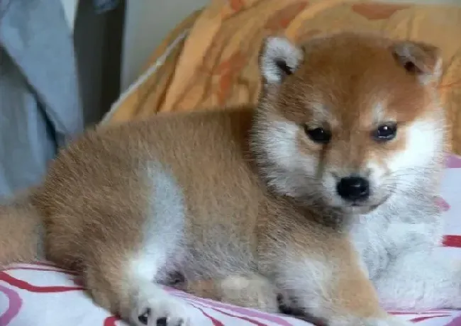 柴犬|我家柴犬拉便便不成形是不是生病了