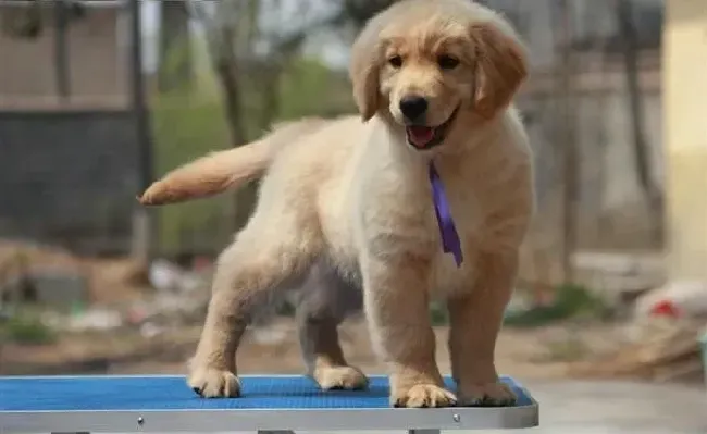 金毛|金毛犬不想吃饭是生病了吗