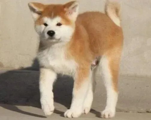 秋田犬|秋田犬最近总流口水是怎么回事