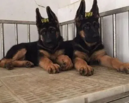 德国牧羊犬|和平相处 德国牧羊犬适应群体生活的关键