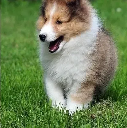 喜乐蒂|喜乐蒂犬的生活里要远离饺子和包子