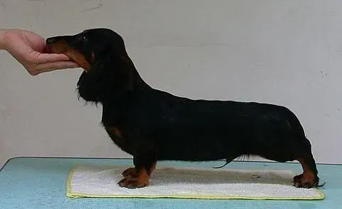 腊肠犬|饲养腊肠幼犬的心得体会