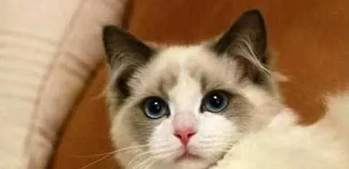 布偶猫的毛会变色吗  布偶猫变色原来这么神奇 | 布偶猫