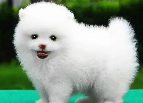 博美犬|博美犬出现了难产现象应该怎么办