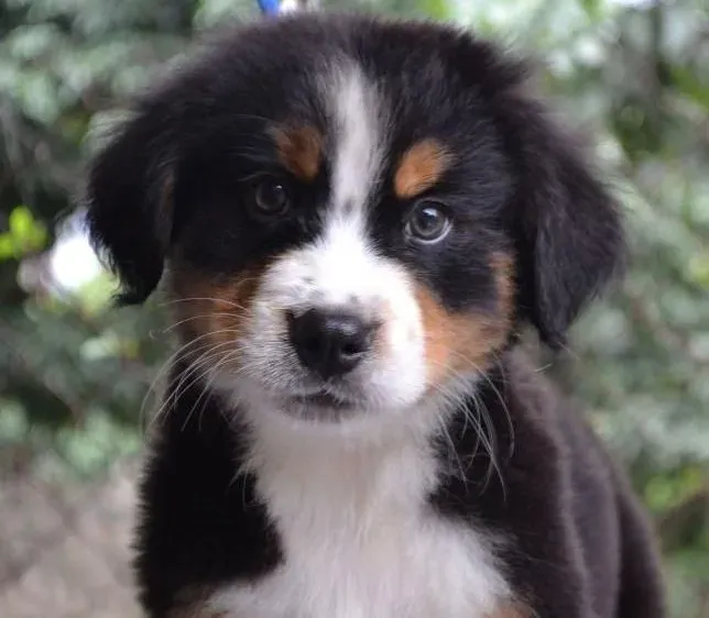 伯恩山犬|饲养有方法 如何护理老年的伯恩山犬