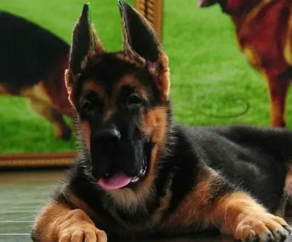 德国牧羊犬|教你的德国牧羊犬做一个讲究卫生的好孩子