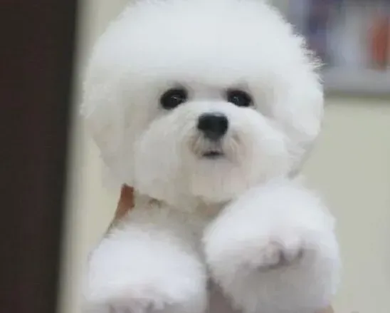 比熊犬|怎样做好比熊犬的秋季喂养与养护工作