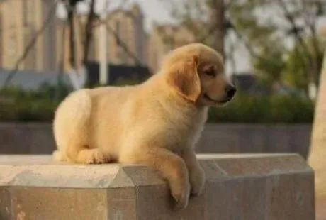金毛|金毛犬幼犬的饲养管理技术
