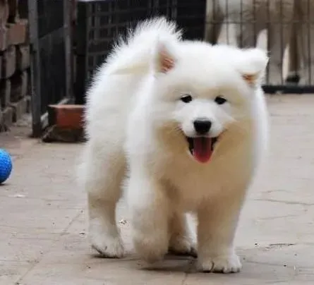 银狐犬|给银狐犬吃驱虫药片的简单方法