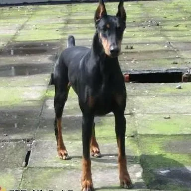 杜宾犬|健康常识 杜宾犬出现不同症状时如何解决