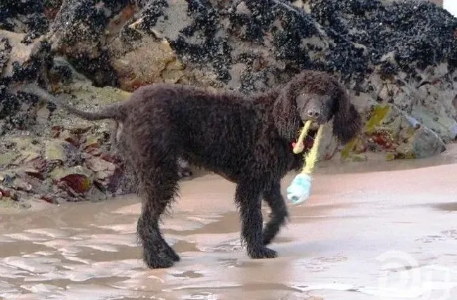 爱尔兰水猎犬好养吗 选择一只适合自己的狗 | 爱尔兰水猎犬