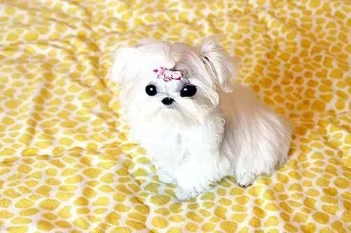 马尔济斯|如何训练马尔济斯犬避免扰民