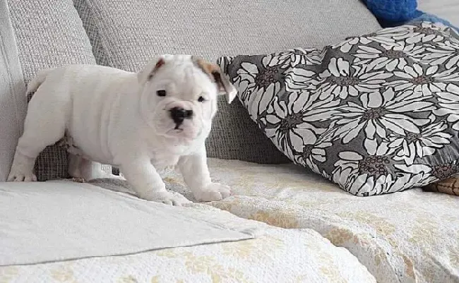 英国斗牛犬|我家斗牛犬为什么吃完饭不拉便便