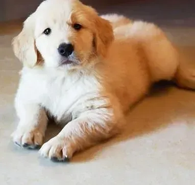 金毛|金毛犬耳朵内出现很多耳螨该怎么办
