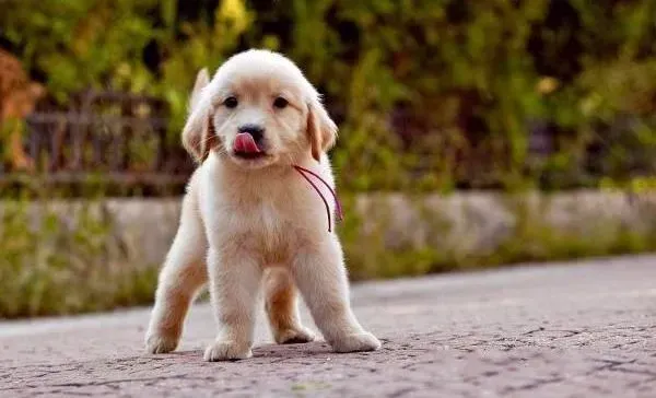 金毛|金毛犬拉黄色水便该怎么办