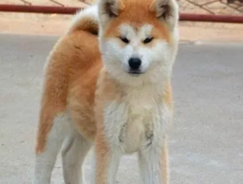秋田犬|秋田犬最近拉稀了谁知道这是什么原因