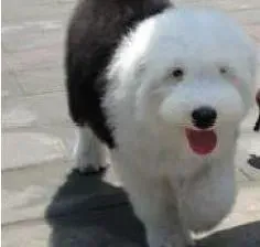 古代牧羊犬|古代牧羊犬可以吃生肉吗会有危险吗