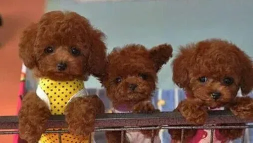 泰迪犬|如何减少或阻止泰迪犬乱叫的行为
