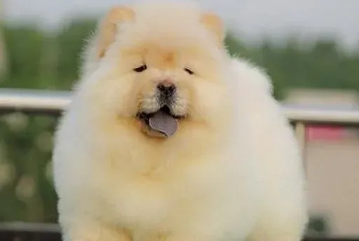 松狮犬|宠物狗家庭护理 松狮犬出现口臭的情况怎么医治