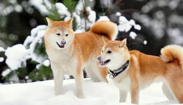 秋田犬|寻找病因 为什么秋田犬会呕吐